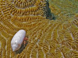 "Taking a Stroll" A tiny hermit crab in Cozumel takes a w... by Christa Loustalot 